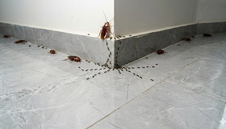 ant
